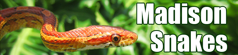 Madison snake